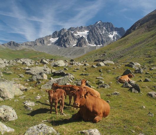 Vaches et Agneaux 14petit.jpg