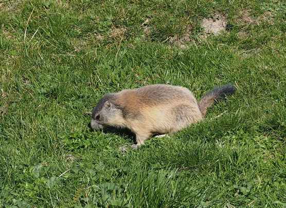 Jeune marmotte 22petit.jpg
