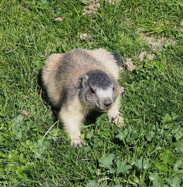 Jeune marmotte 23petit.jpg