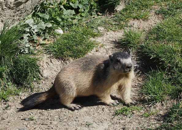 Jeune marmotte 24petit.jpg