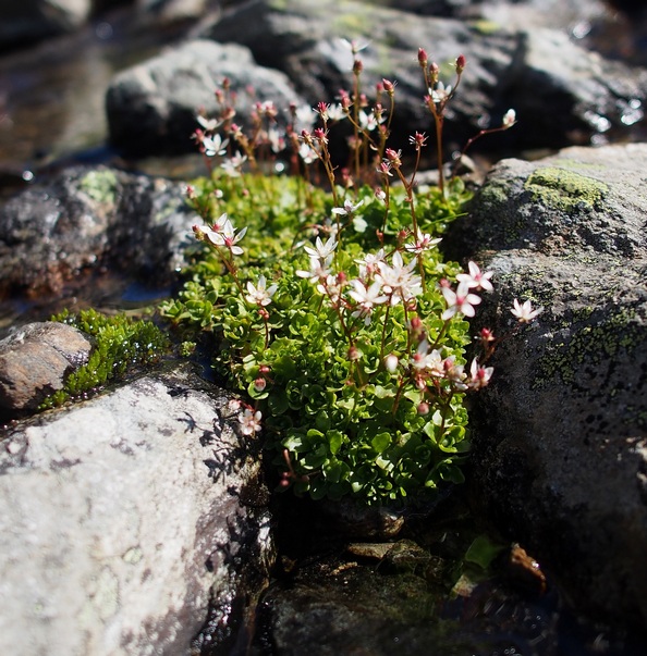 Saxifrage étoilé 05petit.jpg