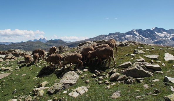 Le grand troupeau de moutons 19petit.jpg