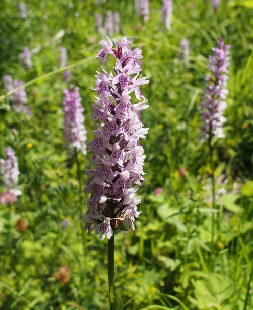Orchis tacheté 02petit.jpg