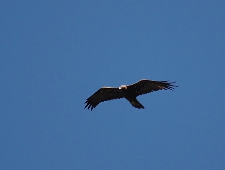 Aigle royal 04petit.jpg