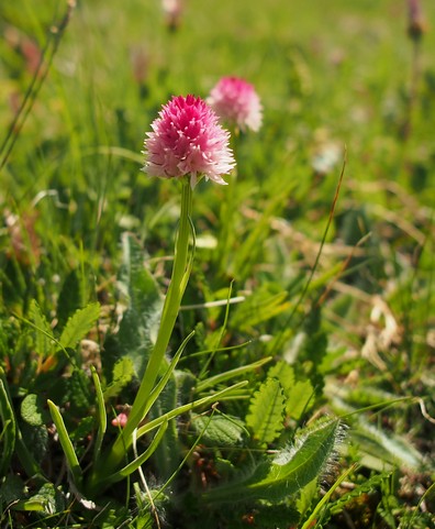 Orchis vanillé 06petit.jpg