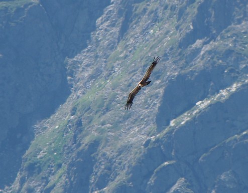 Vautour fauve 07petit.jpg
