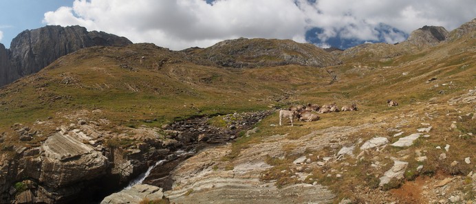 Les vaches de Benasque 23petit.jpg