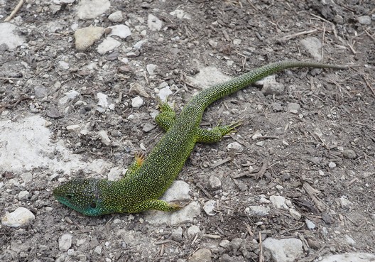 Un lézard vert (pas très en forme) 19petit.jpg