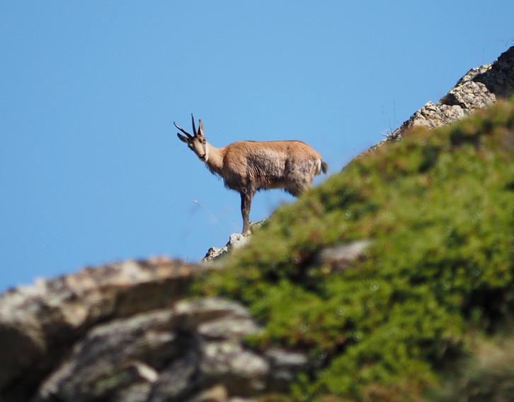 Chamois solitaire 06petit.jpg