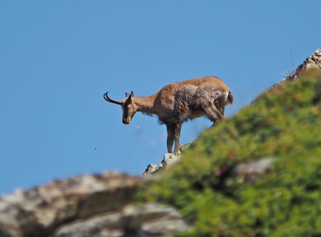 Chamois solitaire 07petit.jpg