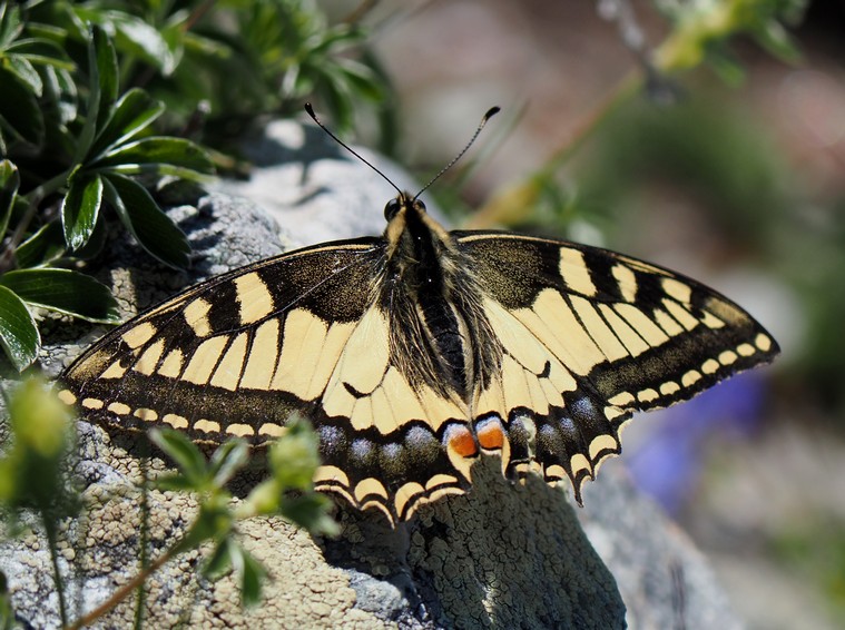 Machaon 11petit.jpg