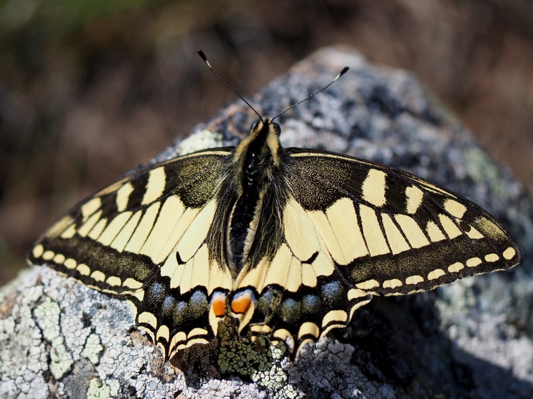 Machaon 12petit.jpg