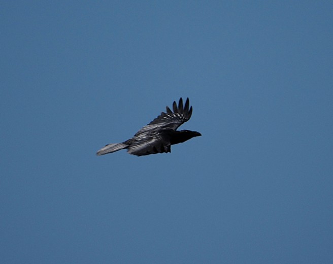 Grand corbeau 15petit.jpg