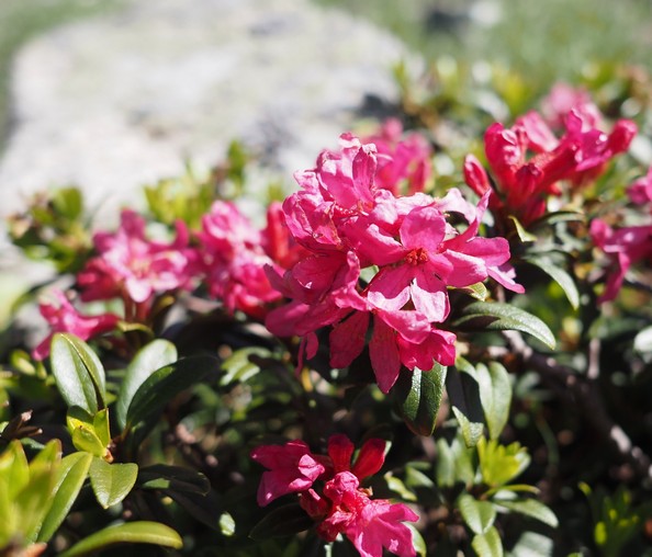 Rhododendron 03petit.jpg