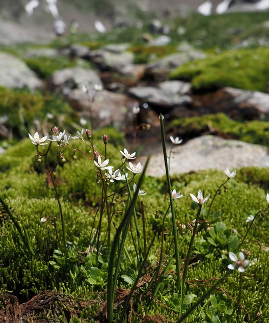 Saxifrages étoilés 04petit.jpg